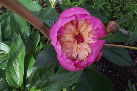 gallery_6203_31_63182.jpg