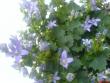 tn_gallery_10811_722_35894.jpeg