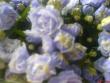 tn_gallery_10811_722_67821.jpeg