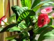 tn_gallery_2821_724_74288.jpg