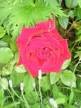 gallery_5006_626_16355.jpg