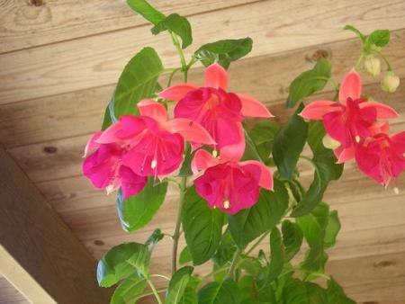gallery_5006_626_43823.jpg