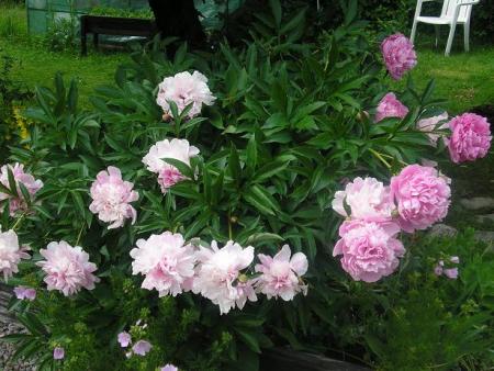 gallery_5006_626_55959.jpg