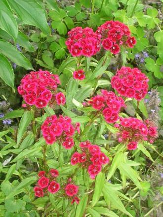 gallery_5006_626_795.jpg