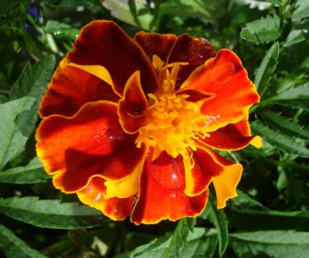 gallery_5714_454_145759.jpg