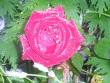 tn_gallery_5006_626_412.jpg