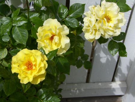gallery_4563_727_33045.jpg