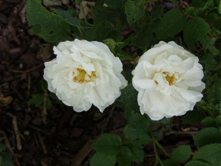 gallery_4563_727_57304.jpg