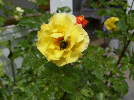 gallery_4563_727_59790.jpg