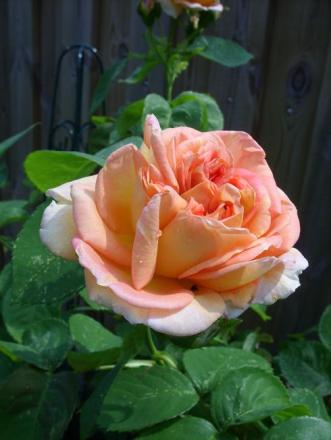 gallery_5307_533_22517.jpg