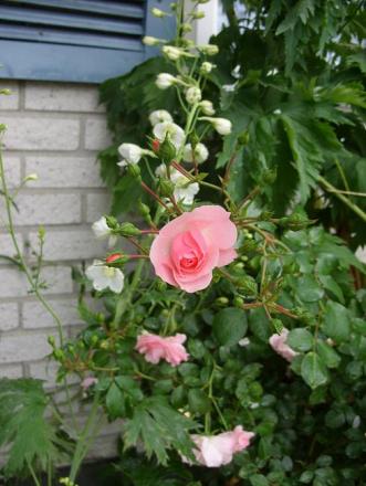 gallery_5307_533_93168.jpg
