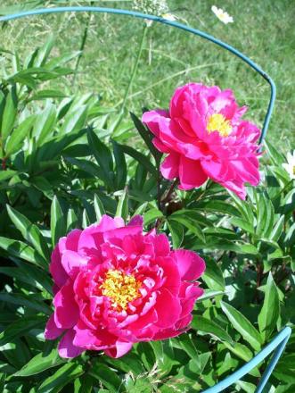 gallery_5307_535_98422.jpg