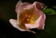 tn_gallery_4816_75_20706.jpg