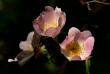 tn_gallery_4816_75_50461.jpg