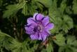 tn_gallery_5169_44_41475.jpg