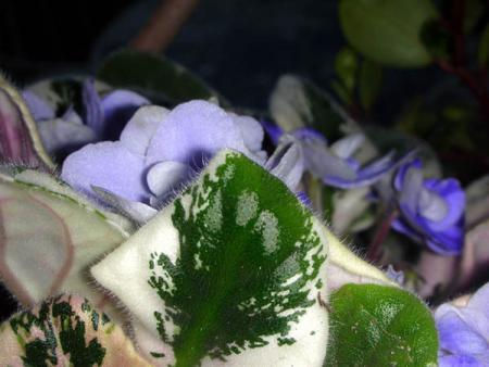 gallery_2821_724_78321.jpg