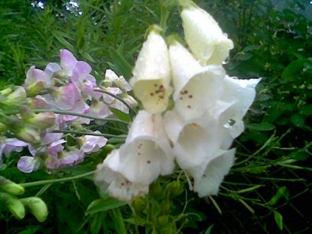 gallery_10965_736_32991.jpg