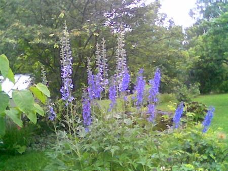 gallery_10965_736_39154.jpg