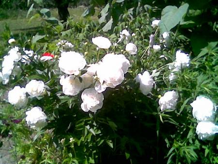 gallery_10965_736_53505.jpg