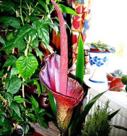 gallery_6592_743_26047.jpg