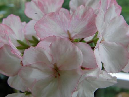 gallery_8471_277_139557.jpg