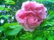tn_gallery_10965_737_9246.jpg