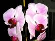 tn_gallery_6592_743_76072.jpg