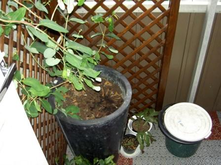gallery_4761_126_26731.jpg