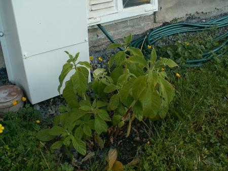 gallery_3388_651_21020.jpg