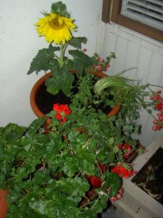 gallery_4761_126_21356.jpg