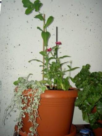 gallery_4761_126_9104.jpg