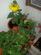 tn_gallery_4761_126_21356.jpg