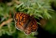 tn_gallery_4816_75_5923.jpg