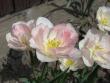 tn_gallery_7469_747_78394.jpg