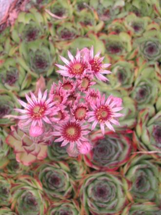 gallery_10395_588_217258.jpg