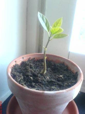 gallery_10811_667_25506.jpeg