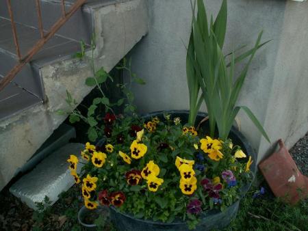 gallery_3388_651_49915.jpg