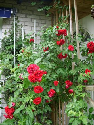 gallery_5307_533_105014.jpg