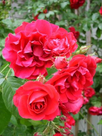 gallery_5307_533_52850.jpg