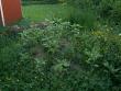 tn_gallery_3388_651_31764.jpg