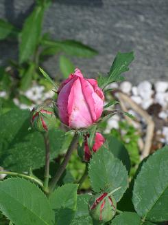 gallery_5307_5_27349.jpg