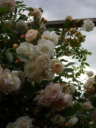 gallery_5307_533_82726.jpg
