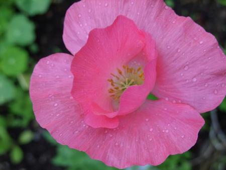gallery_5307_536_29087.jpg