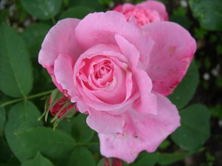 gallery_5307_5_43699.jpg