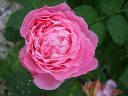 gallery_5307_5_56074.jpg