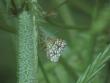 tn_gallery_18_141_6093.jpg