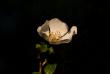 tn_gallery_4816_75_29076.jpg