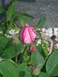 tn_gallery_5307_5_27349.jpg