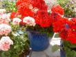 tn_gallery_9134_758_100674.jpg