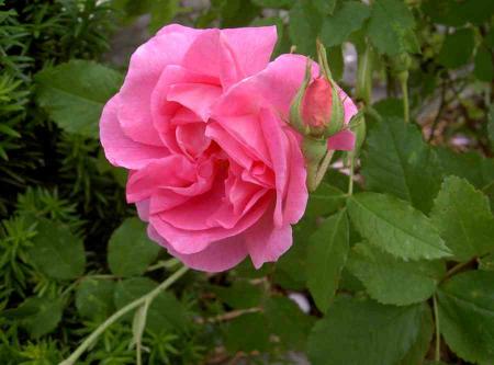 gallery_834_761_16082.jpg